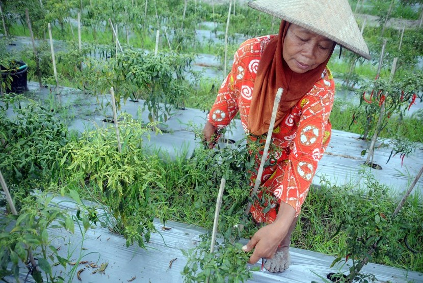 Petani memanen cabe di perkebunan kawasan Rembang, Jawa Tengah, Senin (28/11). 