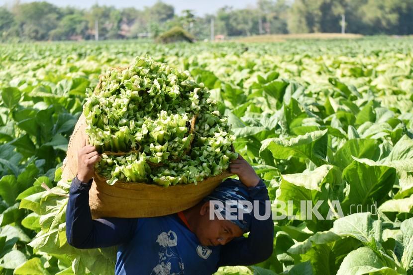 Petani memanen daun tembakau di Desa Tatung, Balong, Ponorogo, Jawa Timur, Selasa (8/9/2020).