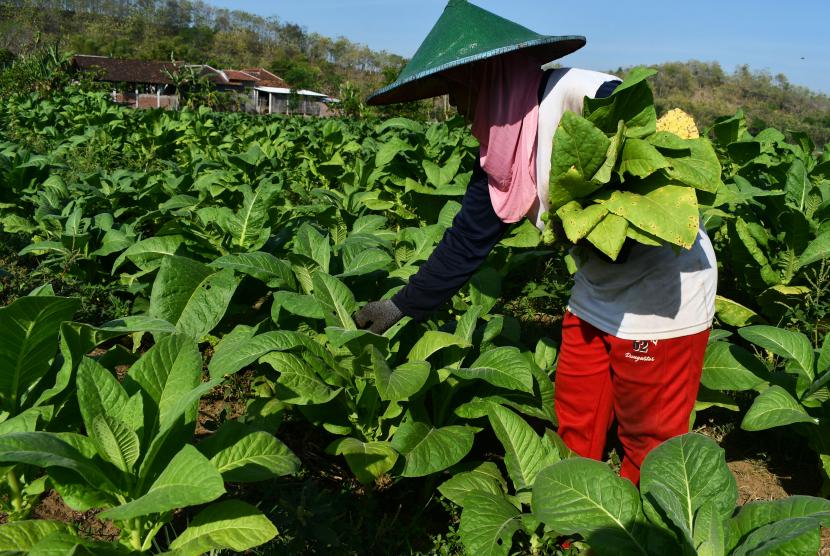 Petani memanen daun tembakau (ilustrasi)
