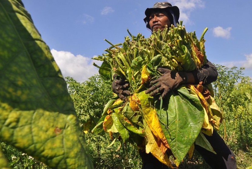 Petani memanen daun tembakau di persawahan desa Mandisari, Parakan, Temanggung, Jawa Tengah, Rabu (24/8).