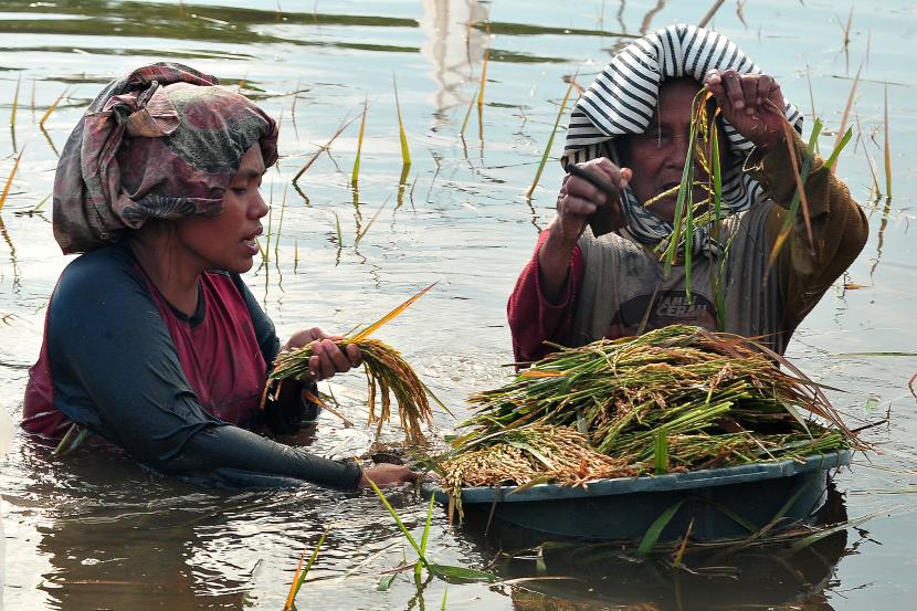 Petani memanen dini padi di sawah yang terendam banjr (ilustrasi)
