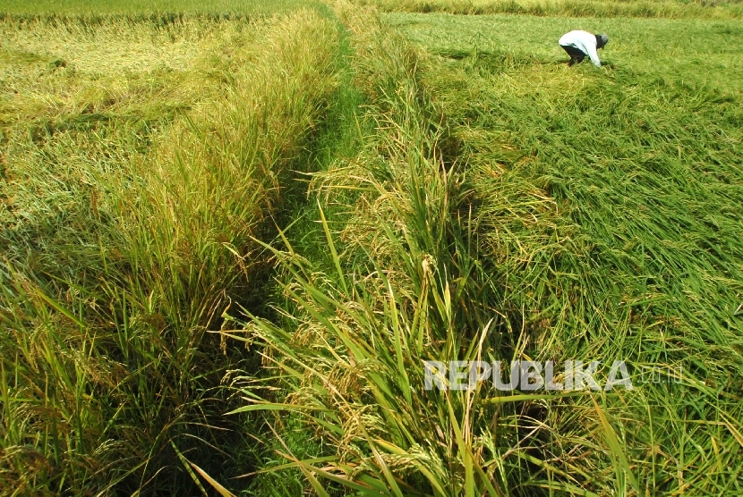 Petani memanen dini padi yang rusak di Dusun Sukaraja, Ciamis, Jawa Barat, Selasa (15/3).
