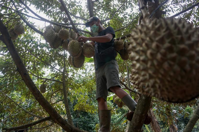 Petani memanen durian di kebun (ilustrasi)