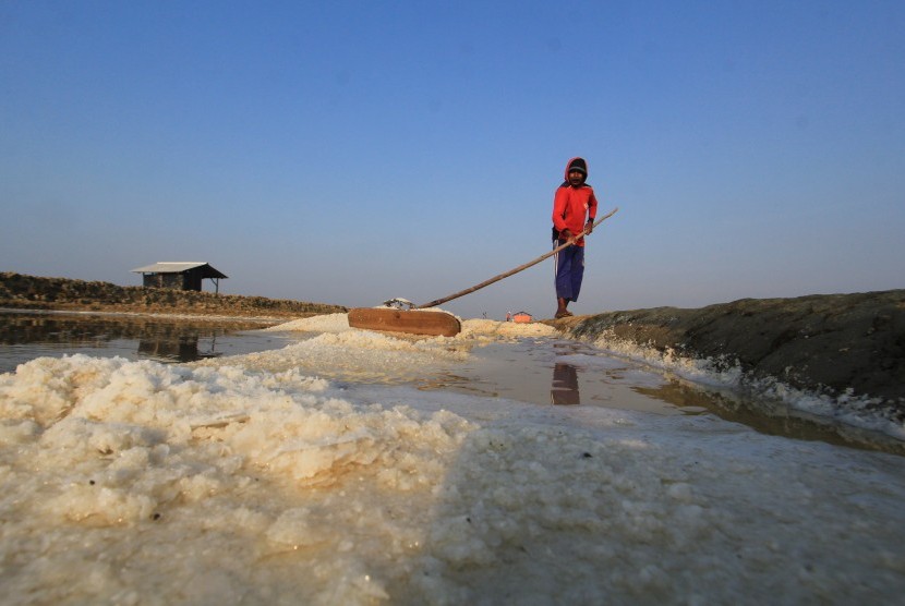 Petani memanen garam di areal tambak garam desa Santing, Losarang, Indramayu, Jawa Barat, Jumat (13/7). 