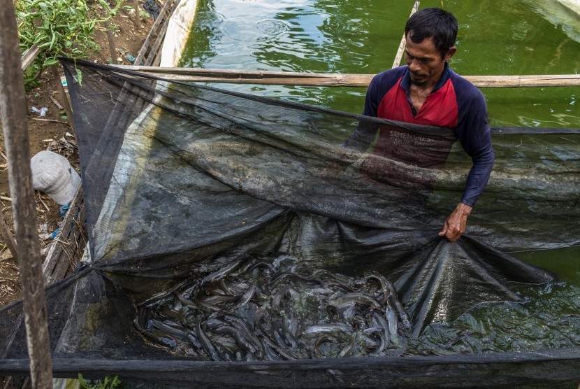 Petani memanen ikan lele di kolam budi daya yang dikelilingi tanaman tomat menggunakan sistem pertanian akuaponik di Desa Waru, Mranggen, Demak, Jawa Tengah, Sabtu (10/11/2018).