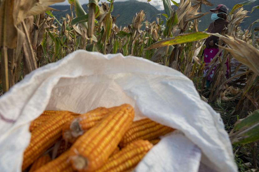Petani memanen jagung, Rabu (11/5/2022) (ilustrasi). Gubernur Nusa Tenggara Barat (NTB) H Zulkieflimansyah mengusulkan kepada Kementerian Perdagangan (Kemendag) untuk membuka kran ekspor jagung guna mengatasi anjloknya harga jagung di sana.