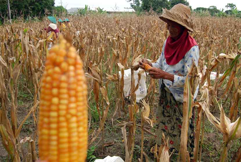 Petani memanen jagung, di Desa Montok, Larangan, Pamekasan, Jatim.