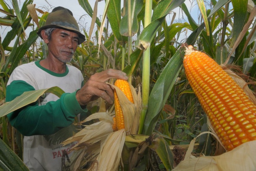 Petani memanen jagung di Kendal, Jawa Tengah, Jumat (14/10).