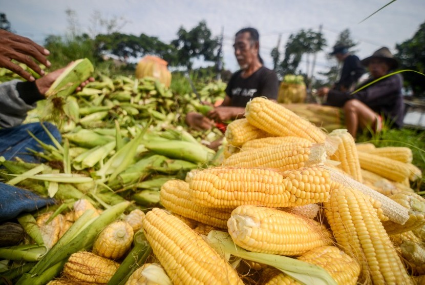 Petani memanen jagung di Panyileukan, Bandung, Jawa Barat, Jumat (28/12/2018). 