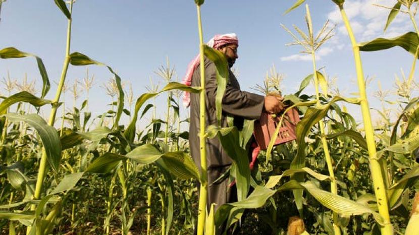 Saudi Gelontorkan 78,8 Juta Dolar AS Impor Bahan Makanan. Petani memanen jagung di perkebunan Al-Kharj, 77 kilometer di selatan Riyadh, Arab Saudi.