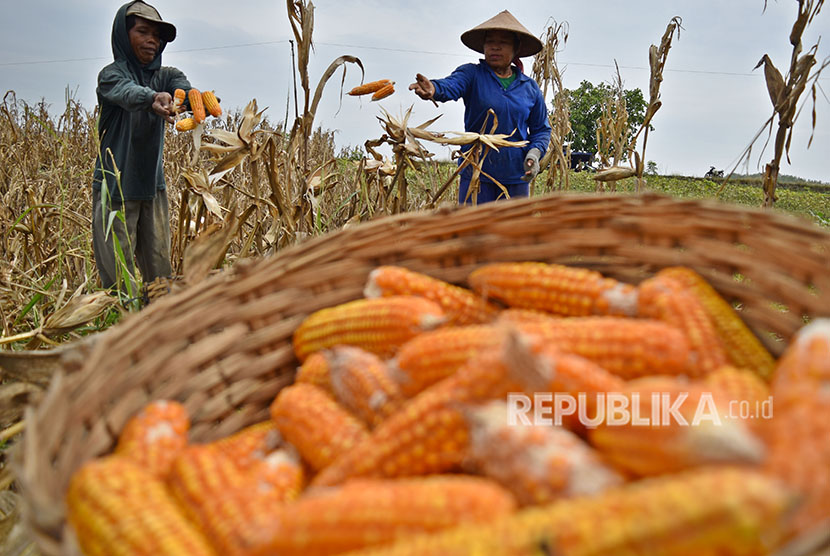 Petani memanen jagung di Sapen, Pringapus, Kabupaten Semarang, Jawa Tengah, Selasa (26/6).