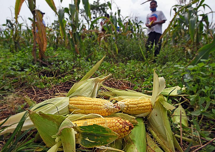 Para petani jagung di Kecamatan Papar, Kabupaten Kediri, Jawa Timur, diuntungkan harga jual jagung yang cukup tinggi lebih dari Rp 3.800 per kilogram.