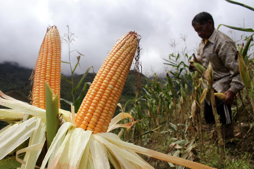 Petani memanen jagung miliknya. ilustrasi