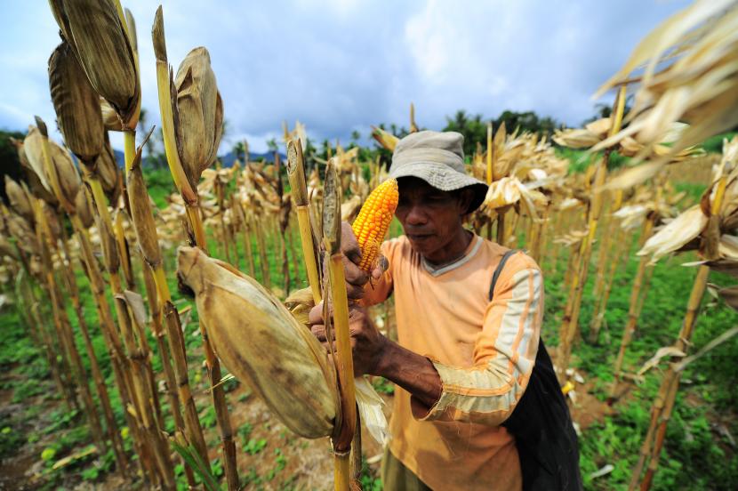 Petani memanen jagung untuk pakan ternak di Balai Tangah, Tanah Datar, Sumatera Barat, Kamis (7/1). Gabungan Perusahaan Makanan Ternak (GPMT) menyatakan, kondisi kecukupan jagung untuk industri pakan unggas mengalami penurunan. 
