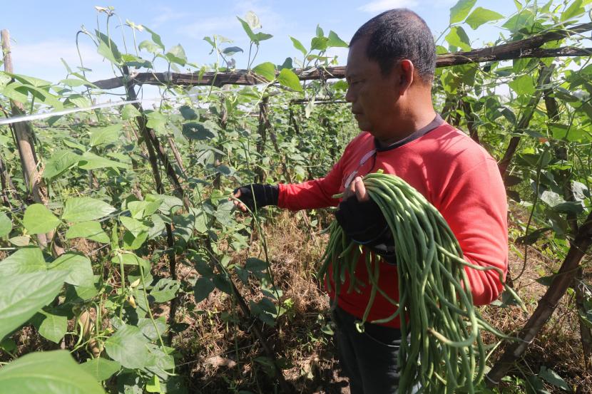 Petani memanen kacang panjang di area persawahan (ilustrasi). Nilai tukar petani di Kalimantan Utara naik 3,1 persen pada 2021.