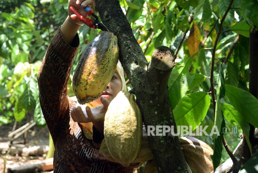  Petani memanen kakao di perkebunan Gambiran, Bunder, Patuk, Gunung Kidul, Yogyakarta, Sabtu (1/10).