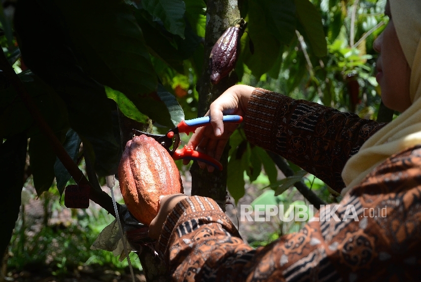 Petani memanen kakao di perkebunan Gambiran, Bunder, Patuk, Gunung Kidul, Yogyakarta, Sabtu (1/10).