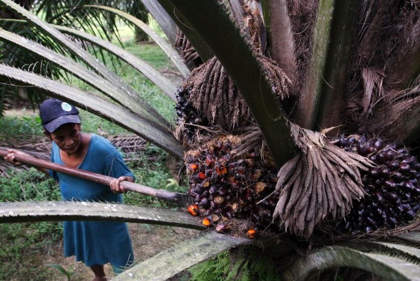 Petani memanen kelapa sawit dengan alat cungkil (ilustrasi). Para petani sawit bergembira atas keputusan Presiden Joko Widodo untuk mencabut larangan ekspor sementara minyak sawit (CPO) terhitung mulai Senin (23/5/2022). 