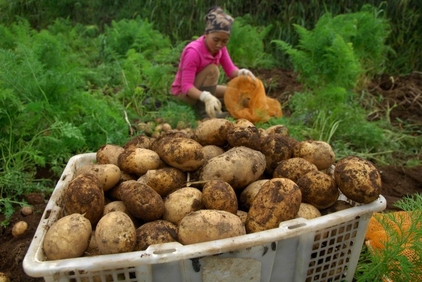 Petani memanen kentang di areal perladangan kawasan dataran tinggi Dieng Desa Kepakisan, Batur, Banjarnegara, Jawa Tengah. 