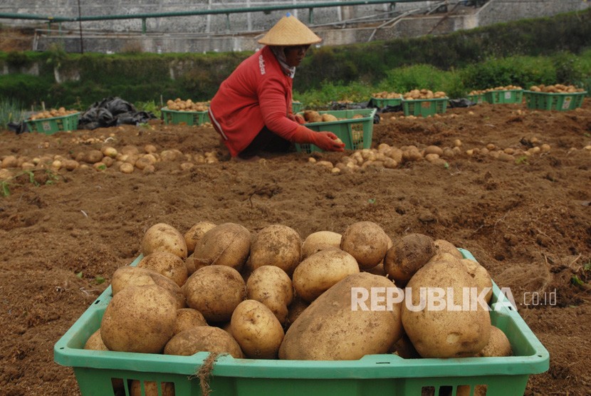Petani memanen kentang di perladangan kawasan dataran tinggi Dieng, Kepakisan, Batur, Banjarnegara, Jawa Tengah, Rabu (31/10/2018).