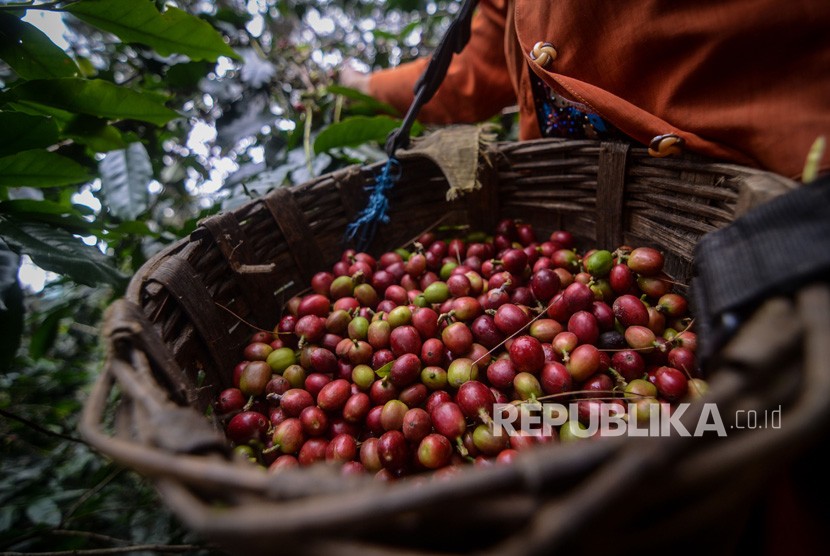 Petani memanen kopi arabika di Desa Mekarmanik, Kabupaten Bandung, Jawa Barat, Kamis (20/6/2019). 