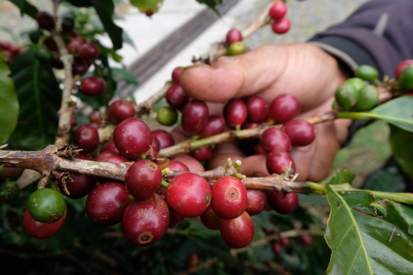 Petani memanen kopi Arabika di ladang kawasan lereng gunung Sindoro Desa Tlahab, Kledung, Temanggung, Jawa Tengah, Senin (28/6/2021). Permintaan kopi Indonesia di Mesir semakin meningkat.