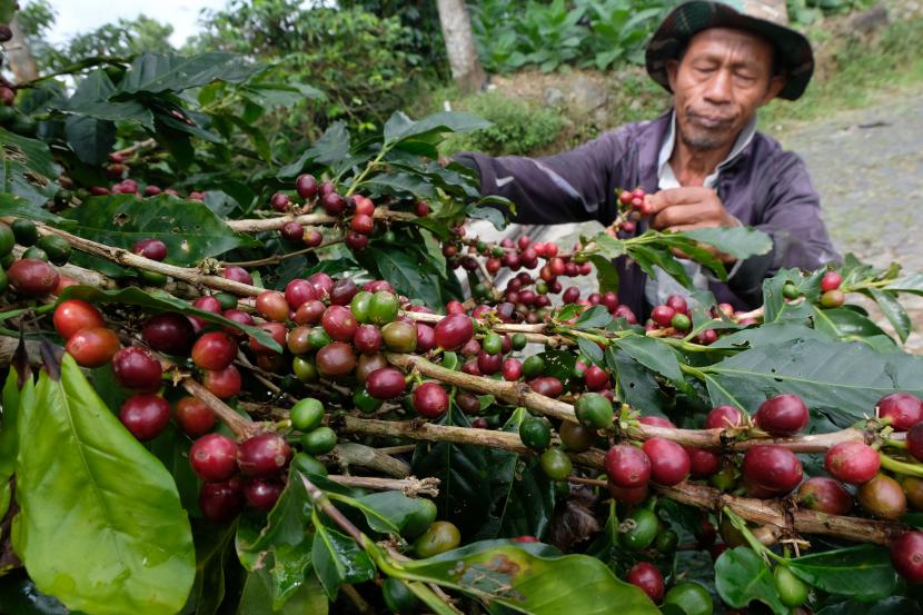 Petani memanen kopi Arabika di ladang kawasan lereng gunung. 