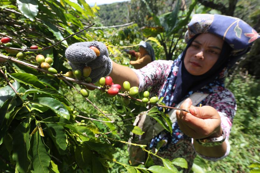 Petani memanen kopi (ilustrasi). Badan Pusat Statistik (BPS) melansir Nilai Tukar Petani secara nasional pada Januari 2022 naik 0,30 persen dibandingkan Desember 2021 yaitu menjadi 108,67 dari 108,34.