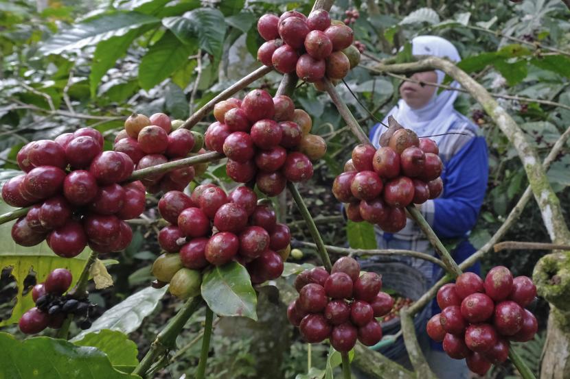 Kopi robusta (ilustrasi). PT Perusahaan Perdagangan Indonesia (Persero) atau PPI melakukan pelepasan ekspor kopi ke Mesir sebanyak 100 ton.