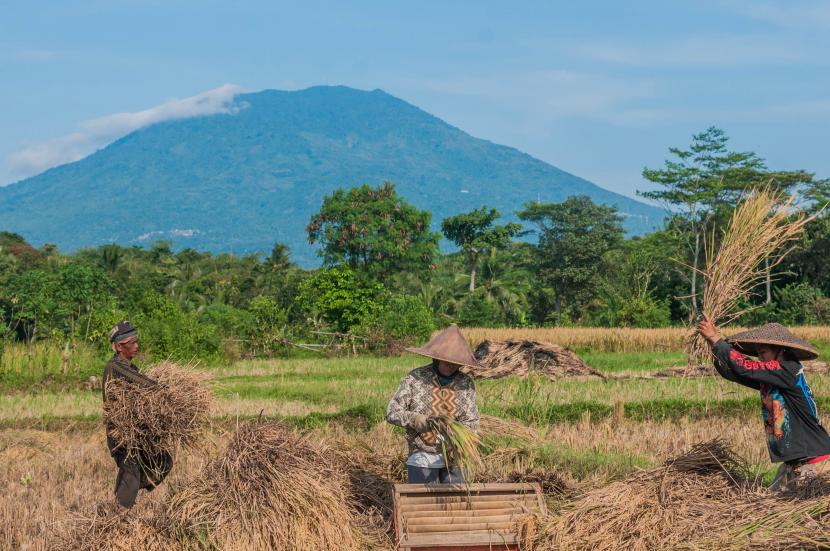 Petani memanen padi di Cikulur, Lebak, Banten. Bank Indonesia menilai perekonomian Provinsi Banten semakin tumbuh membaik meskipun masih dalam kondisi pandemi Covid-19, secara 