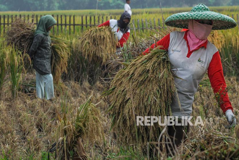 Petani memanen padi di Desa Tambakbaya, Lebak, Banten, Kamis (17/10). BPS mencatat, harga GKP di tingkat petani sepanjang bulan Oktober mengalami kenaikan 2,19 persen menjadi Rp 5.508 per kilogram (kg).