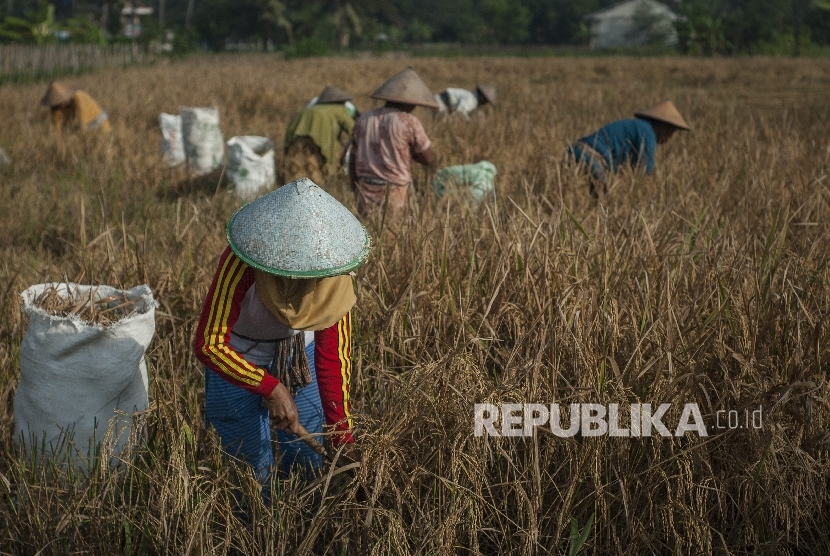 Petani memanen padi di Margoagung, Seyegan, Sleman, DI Yogyakarta (ilustrasi).