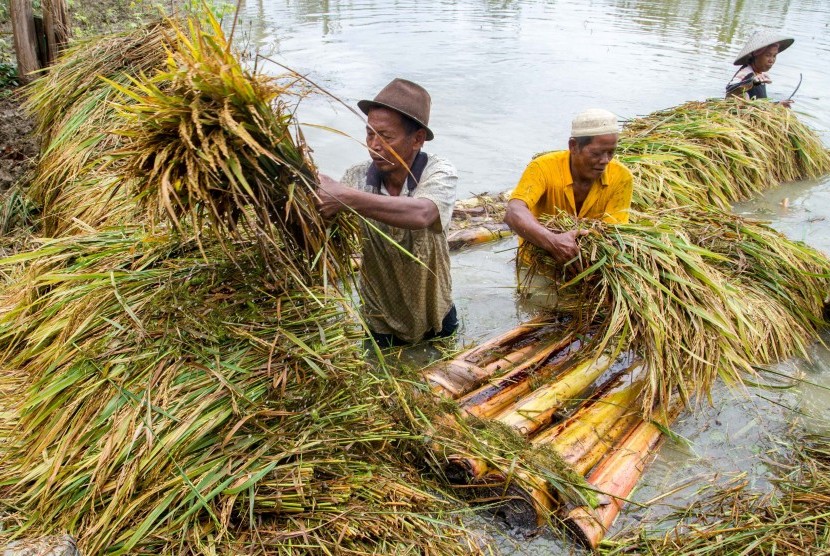 Petani memanen padi di persawahan yang terendam banjir di Sayung, Demak, Jawa Tengah, Kamis (16/2). 