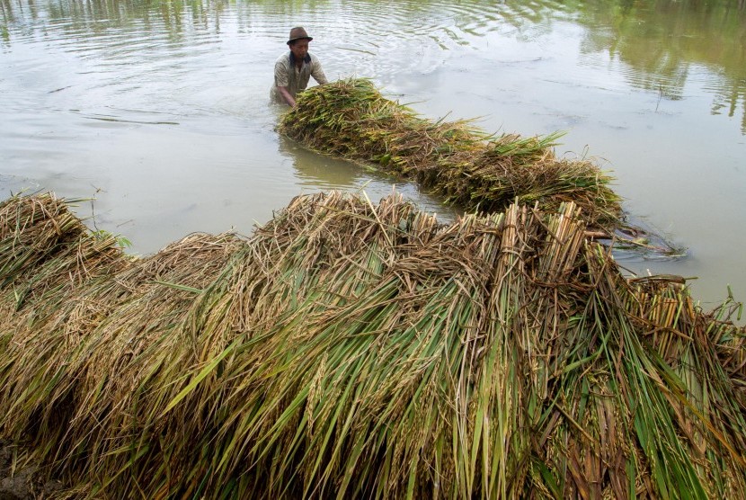 Petani memanen padi di persawahan yang terendam banjir 