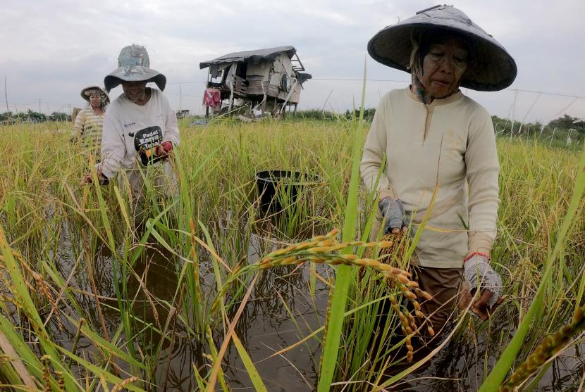 Petani memanen padi di sawah yang terendam banjir luapan Sungai Batanghari di Jambi Timur, Jambi, Rabu (12/10/2022). 