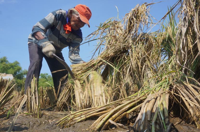 Petani memanen padi di sawahnya yang terendam banjir di Tulungagung, Jawa Timur, Jumat (17/4/2020). Panen dini terpaksa dilakukan petani demi mencegah kerusakan tanaman padi, mengingat areal persawahan di daerah itu kerap menjadi langganan banjir saat turun hujan dengan intensitas tinggi. 