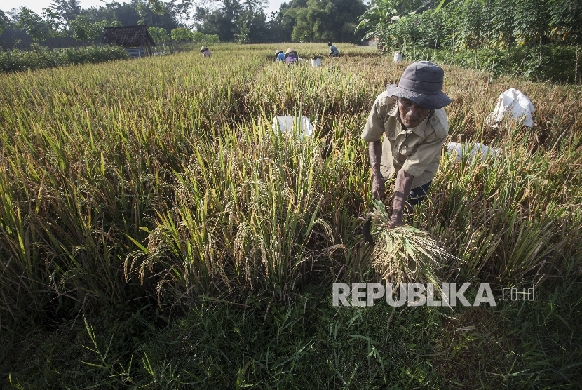 Petani memanen padi dikawasan Seyegan, Sleman, DI Yogyakarta (ilustrasi).