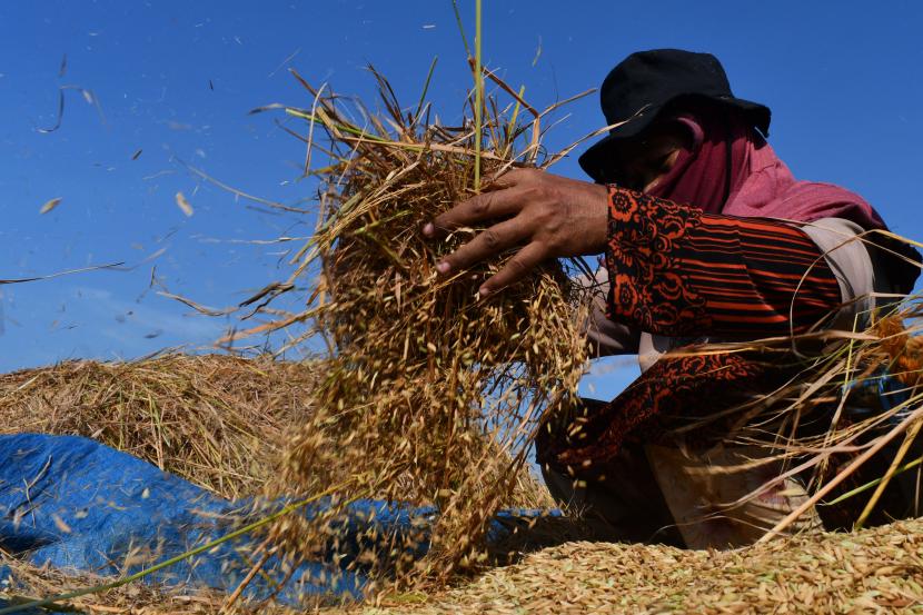 Petani memanen padi di Wayut, Jiwan, Kabupaten Madiun, Jawa Timur.