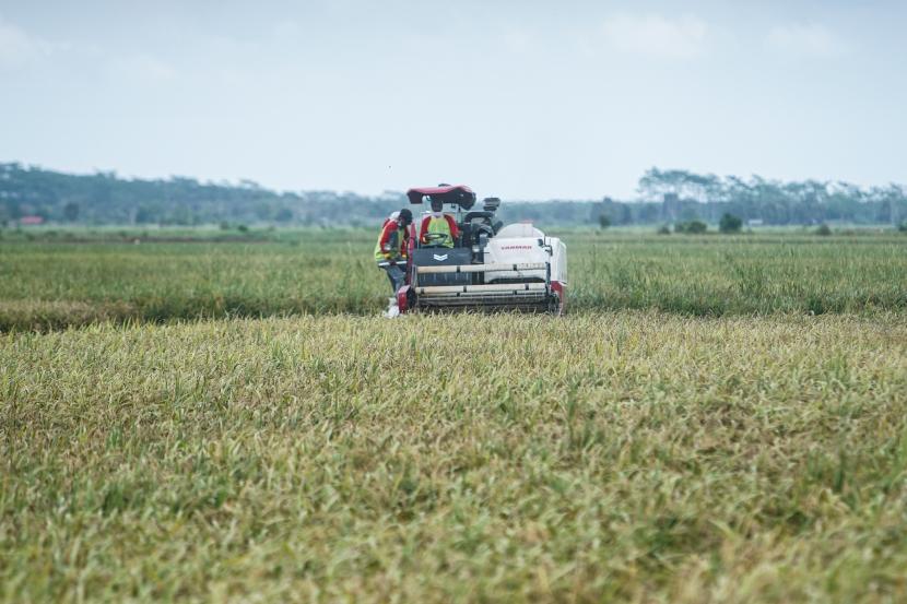 Petani memanen padi menggunakan alat mesin pertanian (alsintan) saat panen raya.