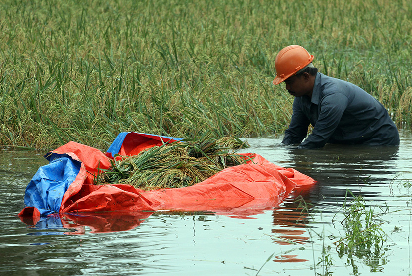 Petani memanen padi yang terendam banjir 