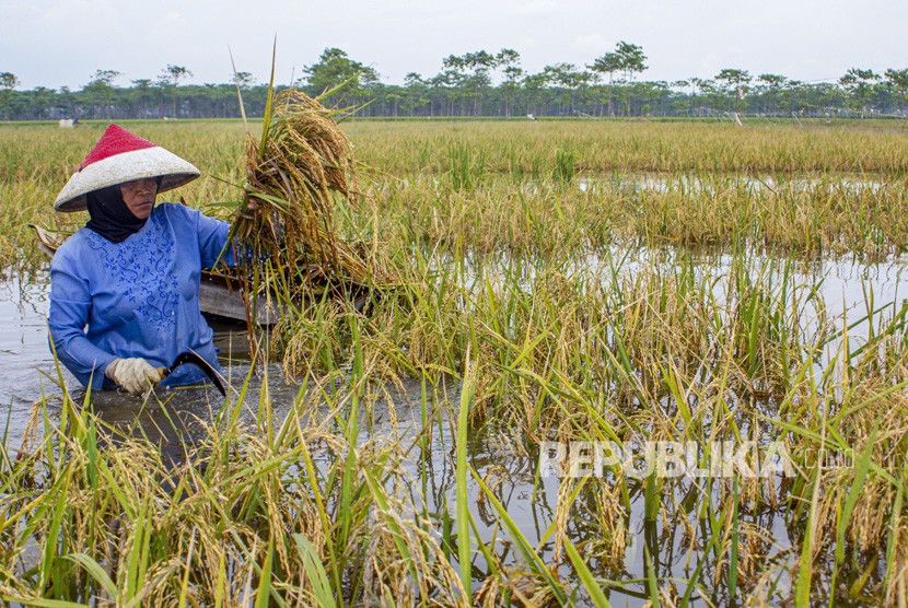 Petani memanen padi yang terendam banjir. Total sawah yang terendam banjir pada Februari di Kecamatan Kandanghaur, Indramayu, lalu ada 3.231 hektare. 