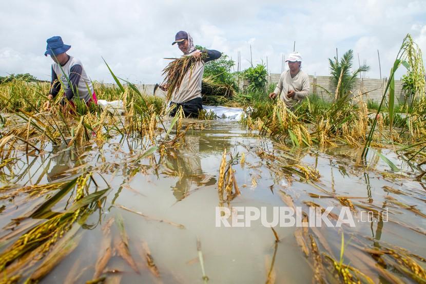 Harga Gabah Anjlok Disebut Akibat Kadar Air Tinggi. Petani memanen padi yang terendam banjir di areal persawahan desa Amansari, Rengasdengklok, Karawang, Jawa Barat. Ilustrasi