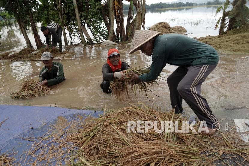 Petani memanen padi yang terendam banjir di Desa Nusadadi, Sumpiuh, Banyumas, Jateng. Ratusan hektare padi siap panen rusak terendam banjir yang kembali menggenangi rumah warga dan area persawahan, akibat hujan deras pada Jumat (18/3/2022) dini hari.