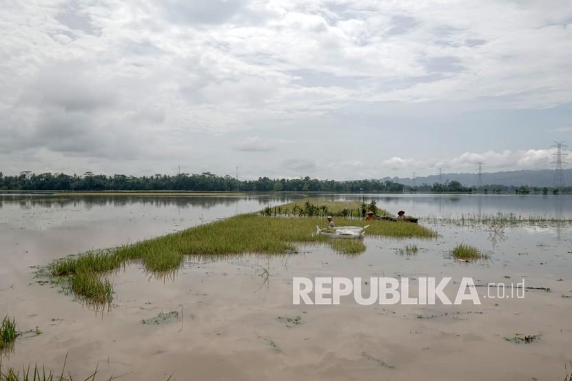 Puluhan hektare sawah gagal di Kalimantan Tengah gagal panen akibat banjir.
