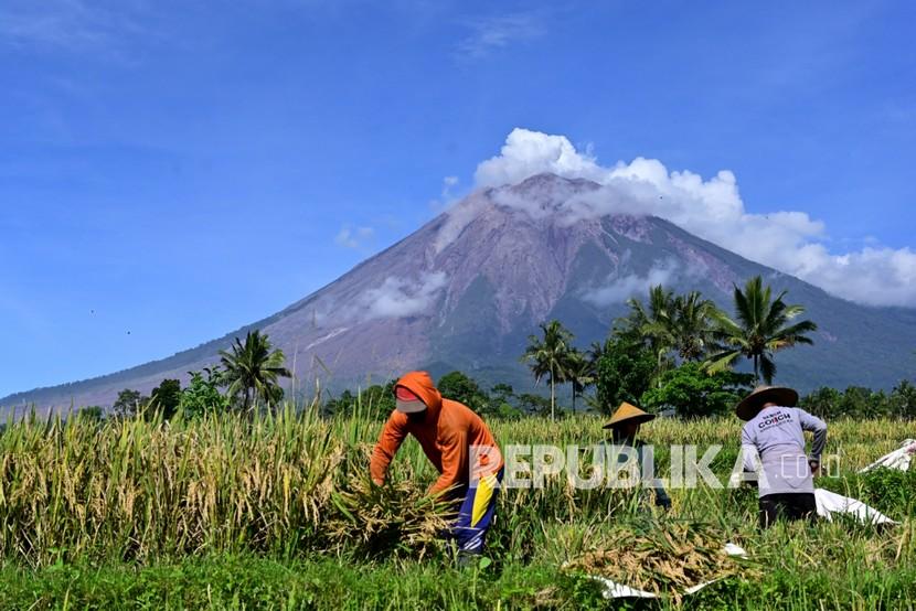 Petani memanen padinya dengan latar belakang Gunung Semeru di Desa Sumber Mujur, Candipuro, Lumajang, Jawa Timur, Sabtu (11/12/2021). Kementerian Pertanian (Kementan) mendorong peningkatan kapasitas para penyuluh pertanian untuk dapat menggenjot produktivitas padi secara nasional. 