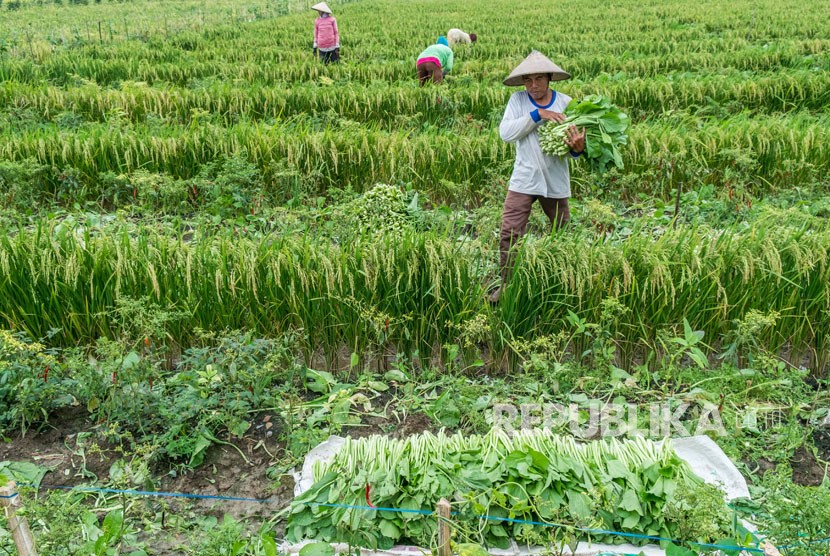 Petani memanen sawi di areal persawahan sistem tumpang sari (polyculture) di Desa Kedungori, Dempet, Demak, Jawa Tengah, Jumat (26/1)