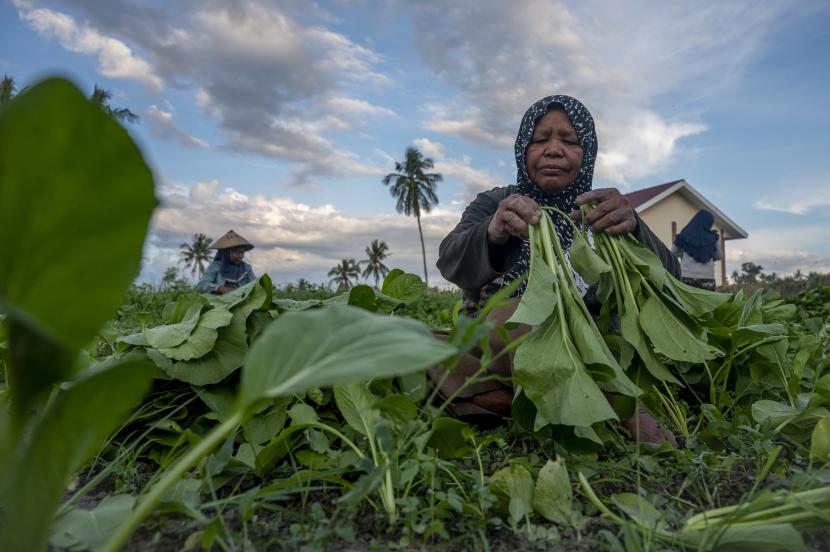 Petani memanen sayur sawi (ilustrasi). Startup toko produk pangan, Segari, mendapatkan pendanaan Seri A sebesar 16 juta dolar AS.