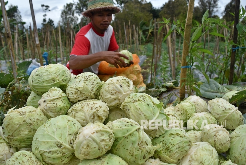 Petani memanen sayuran kubis yang terserang hama ulat tritip (Plutella maculipennis) di salah satu lahan pertanian di Getasan, Kabupaten Semarang, Jawa Tengah, Kamis (2/2)