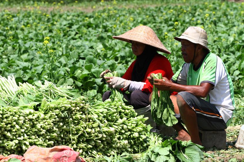 Petani memanen sayuran sawi di sentra produk hortikultura di Pakis, Malang, Jawa Timur, (ilustrasi). Kementan mendorong petani untuk masif mengakses KUR.