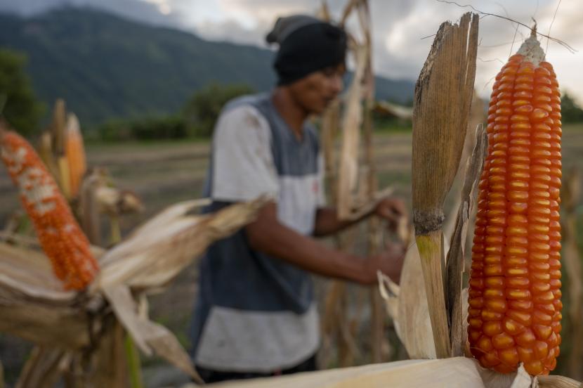 Petani memanen tanaman jagungnya di Sigi, Sulawesi Tengah, Ahad (7/11/2021). Pemerintah Provinsi Sulawesi Tengah mengembangkan pertanian jagung dan kelapa di Desa Bangga, Kecamatan Dolo Selatan, Kabupaten Sigi, sebagai upaya penguatan ketahanan pangan daerah.